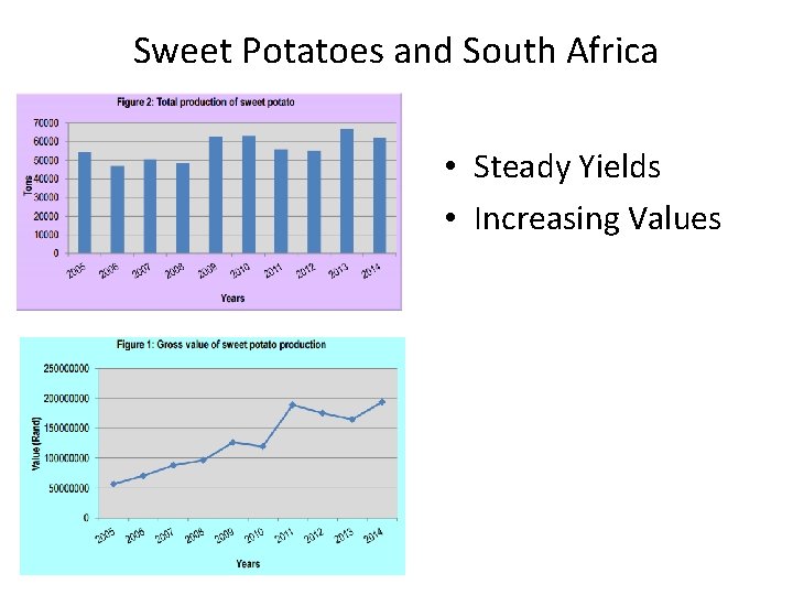 Sweet Potatoes and South Africa • Steady Yields • Increasing Values 