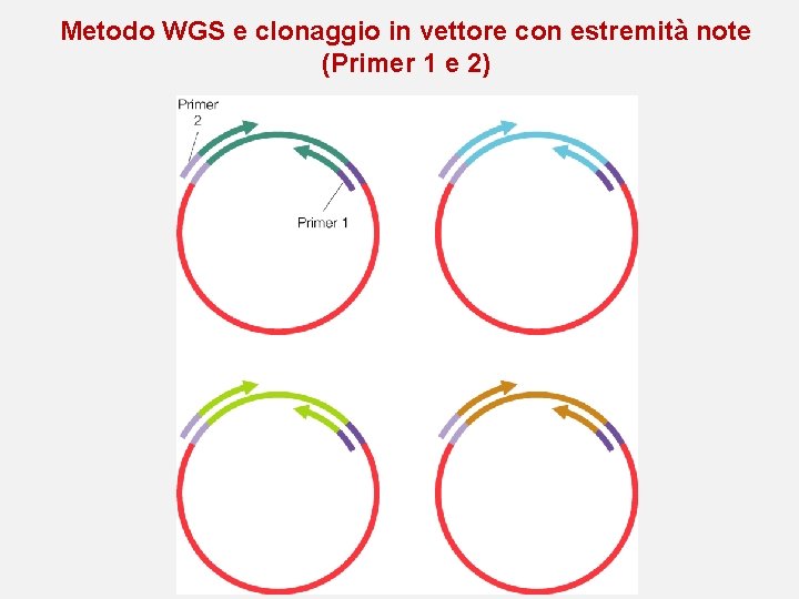 Metodo WGS e clonaggio in vettore con estremità note (Primer 1 e 2) Metodo WGS e clonaggio in vettore con estremità note (Primer 1 e 2)