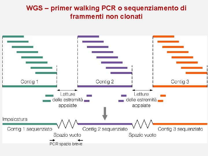 WGS – primer walking PCR o sequenziamento di frammenti non clonati PCR spazio breve WGS – primer walking PCR o sequenziamento di frammenti non clonati PCR spazio breve