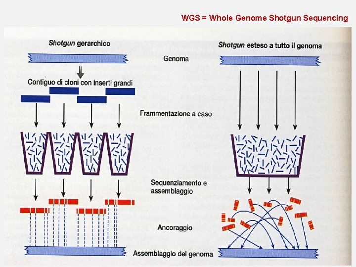 WGS = Whole Genome Shotgun Sequencing 