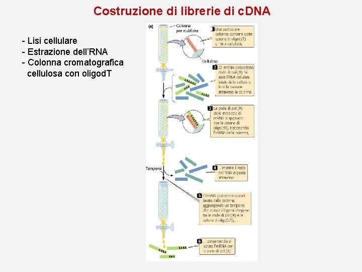 Costruzione di librerie di c. DNA - Lisi cellulare - Estrazione dell’RNA - Colonna