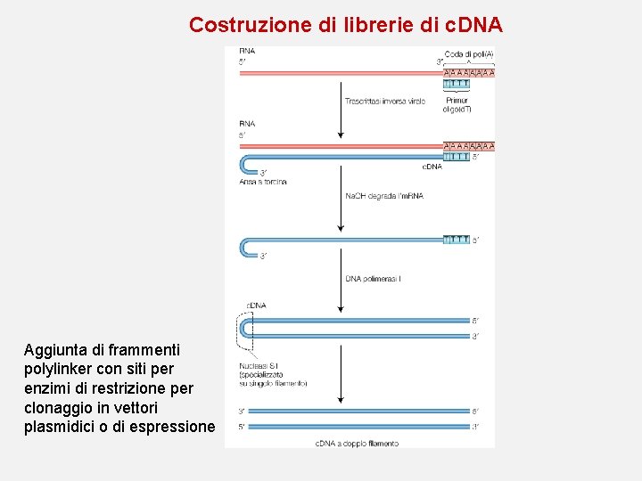 Costruzione di librerie di c. DNA Aggiunta di frammenti polylinker con siti per enzimi Costruzione di librerie di c. DNA Aggiunta di frammenti polylinker con siti per enzimi