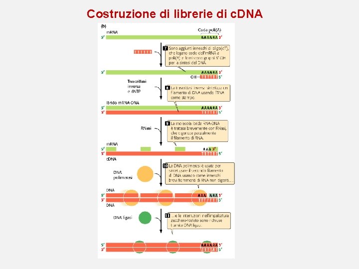 Costruzione di librerie di c. DNA 