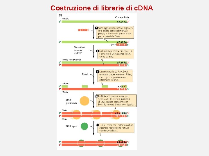Costruzione di librerie di c. DNA Costruzione di librerie di c. DNA