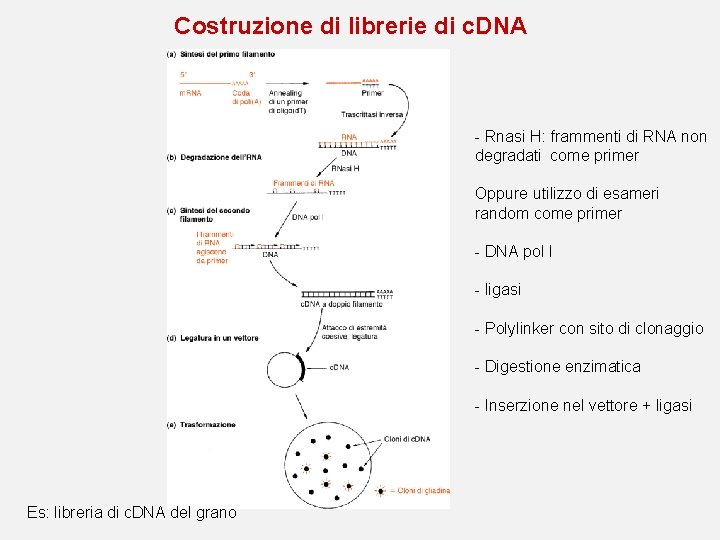 Costruzione di librerie di c. DNA - Rnasi H: frammenti di RNA non degradati Costruzione di librerie di c. DNA - Rnasi H: frammenti di RNA non degradati
