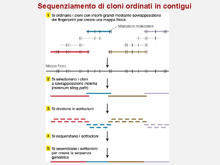 Sequenziamento di cloni ordinati in contigui Sequenziamento di cloni ordinati in contigui
