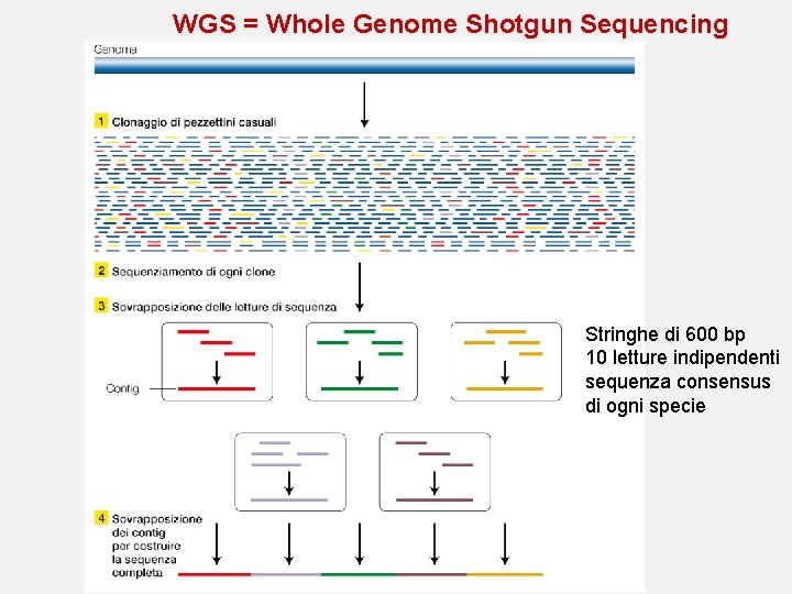 WGS = Whole Genome Shotgun Sequencing Stringhe di 600 bp 10 letture indipendenti sequenza
