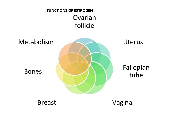 FUNCTIONS OF ESTROGEN Ovarian follicle Metabolism Bones Breast Uterus Fallopian tube Vagina 
