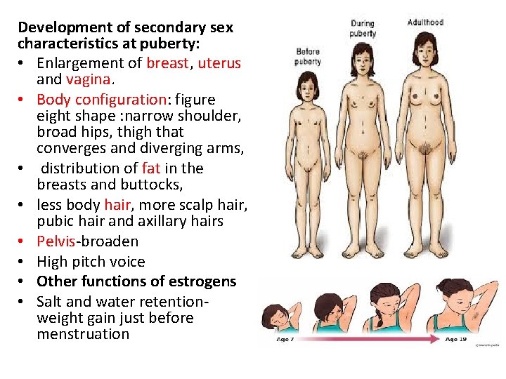 Development of secondary sex characteristics at puberty: • Enlargement of breast, uterus and vagina.