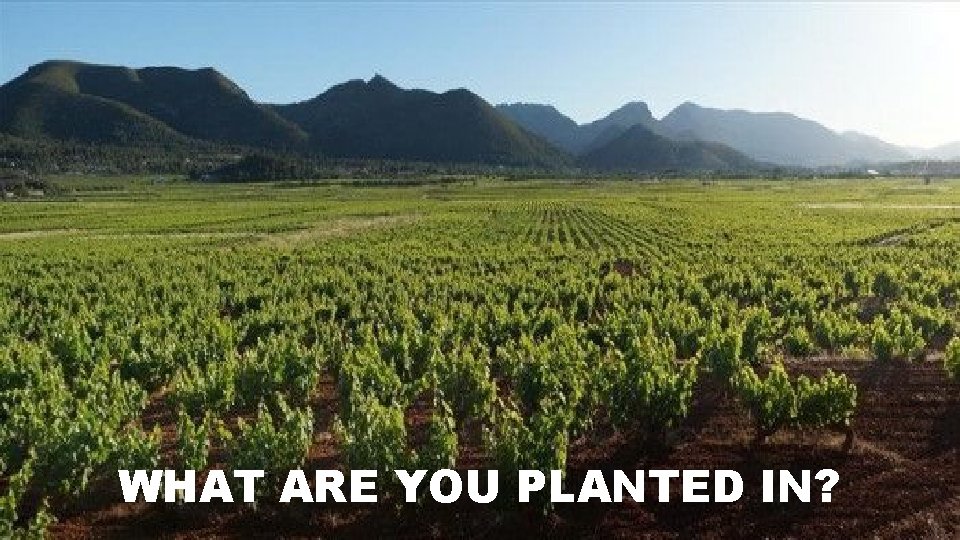 WHAT ARE YOU PLANTED IN? 