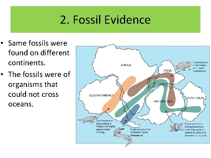 2. Fossil Evidence • Same fossils were found on different continents. • The fossils