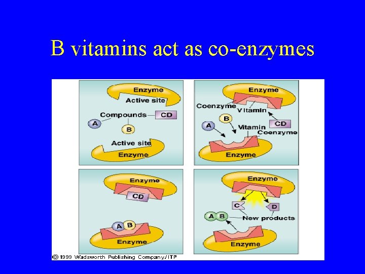 B vitamins act as co-enzymes 