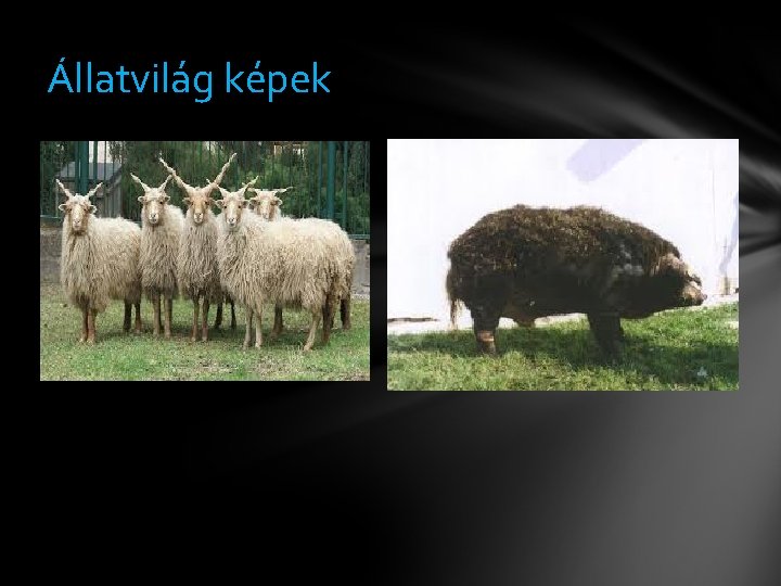 Állatvilág képek 