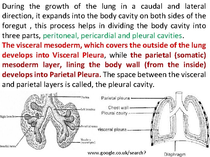 During the growth of the lung in a caudal and lateral direction, it expands