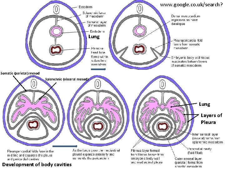 www. google. co. uk/search? Lung Somatic (parietal) mesod Splanchnic (visceral mesod) Lung Layers of