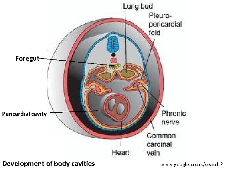 Foregut Pericardial cavity Development of body cavities www. google. co. uk/search? 