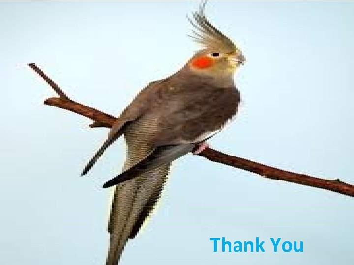 Thank You 