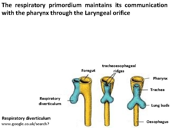 The respiratory primordium maintains its communication with the pharynx through the Laryngeal orifice Foregut