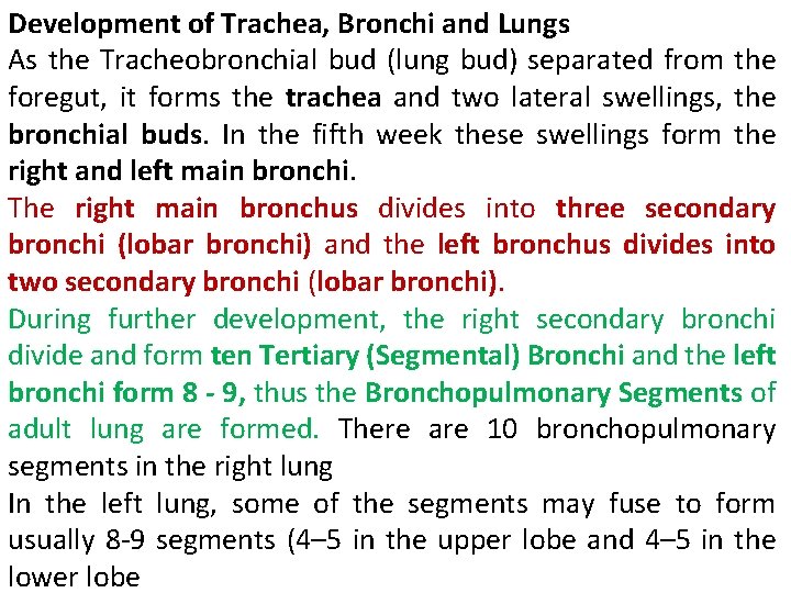 Development of Trachea, Bronchi and Lungs As the Tracheobronchial bud (lung bud) separated from