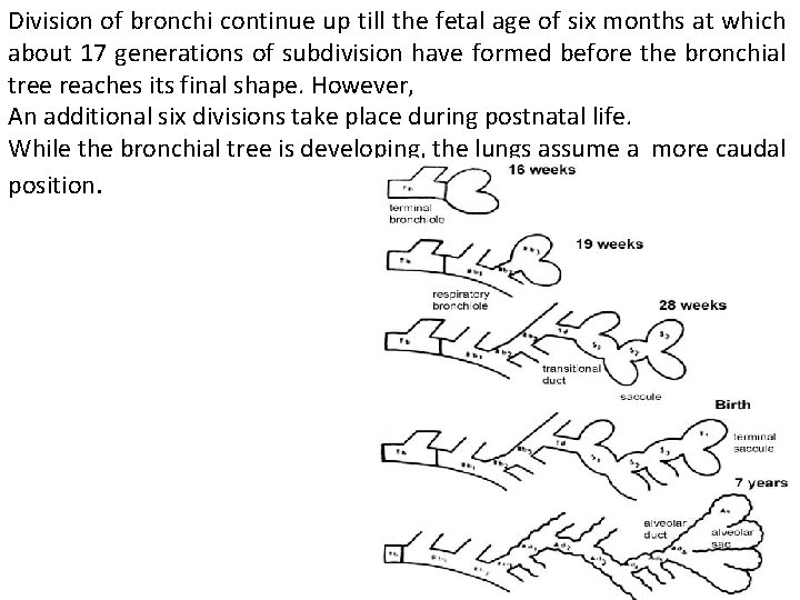 Division of bronchi continue up till the fetal age of six months at which