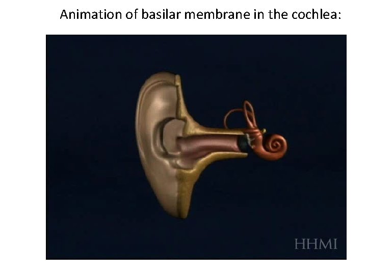 Animation of basilar membrane in the cochlea: 
