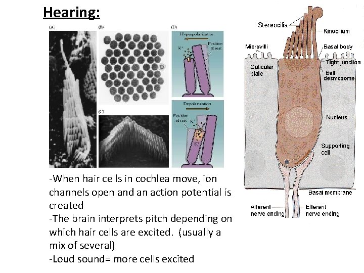 Hearing: -When hair cells in cochlea move, ion channels open and an action potential