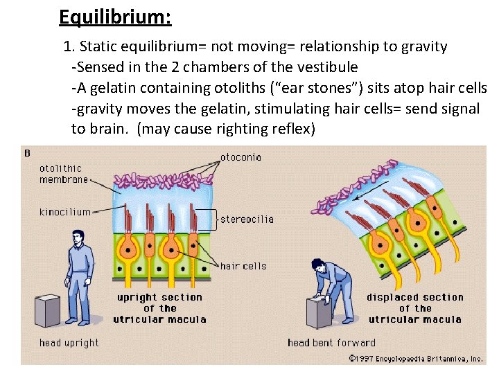 Equilibrium: 1. Static equilibrium= not moving= relationship to gravity -Sensed in the 2 chambers