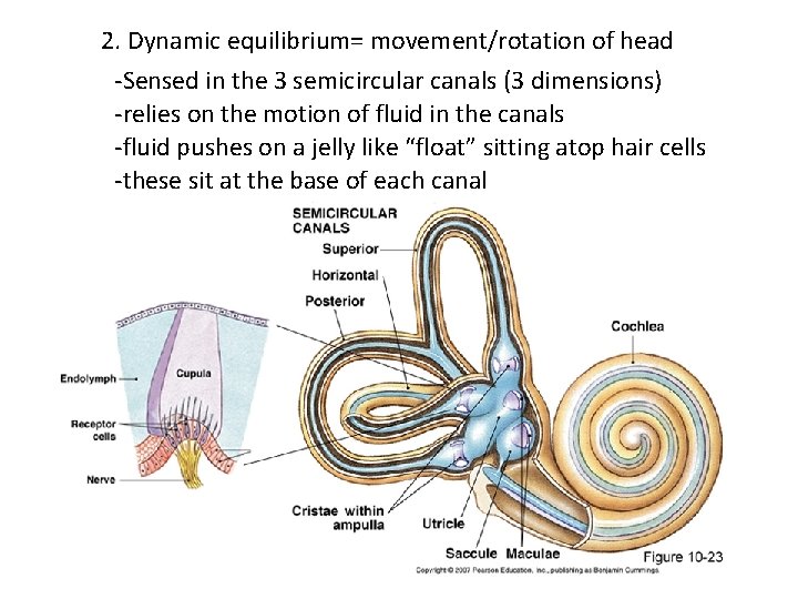 2. Dynamic equilibrium= movement/rotation of head -Sensed in the 3 semicircular canals (3 dimensions)