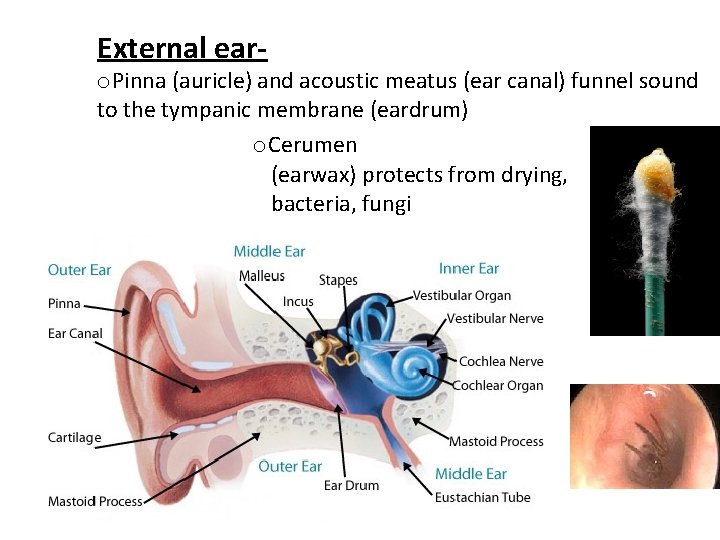 External ear- o. Pinna (auricle) and acoustic meatus (ear canal) funnel sound to the