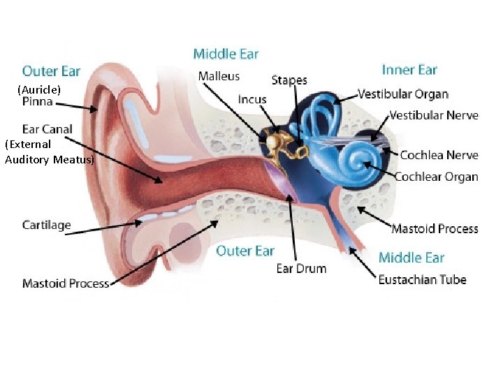 (Auricle) (External Auditory Meatus) 