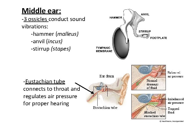 Middle ear: -3 ossicles conduct sound vibrations: -hammer (malleus) -anvil (incus) -stirrup (stapes) -Eustachian