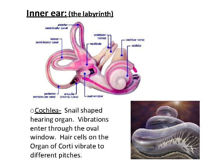 Inner ear: (the labyrinth) o. Cochlea- Snail shaped hearing organ. Vibrations enter through the