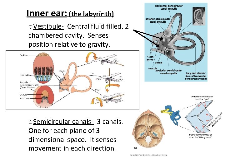 Inner ear: (the labyrinth) o. Vestibule- Central fluid filled, 2 chambered cavity. Senses position