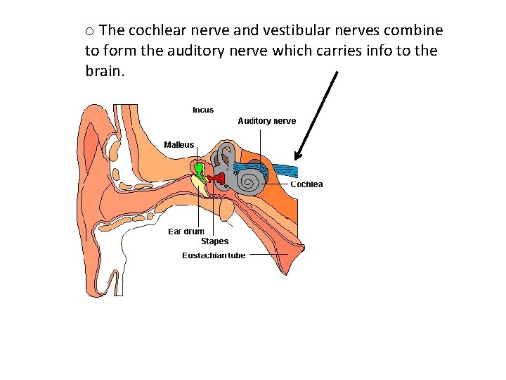 o The cochlear nerve and vestibular nerves combine to form the auditory nerve which