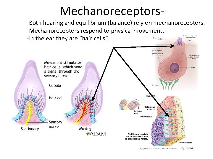 Mechanoreceptors-Both hearing and equilibrium (balance) rely on mechanoreceptors. -Mechanoreceptors respond to physical movement. -In