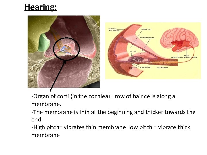 Hearing: -Organ of corti (in the cochlea): row of hair cells along a membrane.