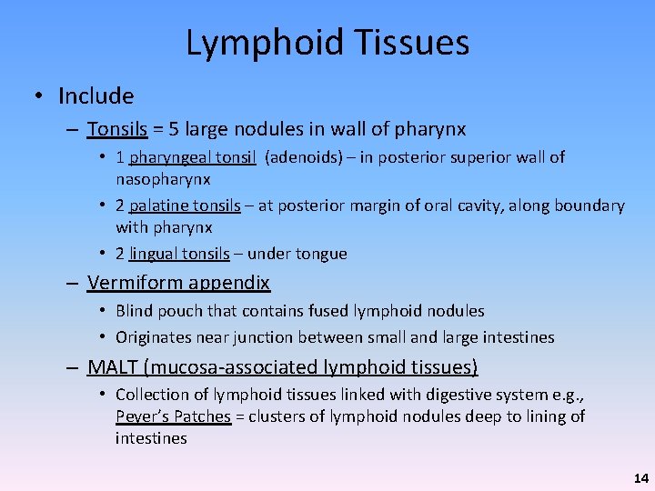 Lymphoid Tissues • Include – Tonsils = 5 large nodules in wall of pharynx