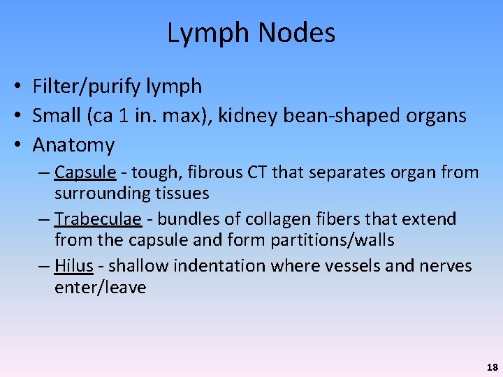 Lymph Nodes • Filter/purify lymph • Small (ca 1 in. max), kidney bean-shaped organs