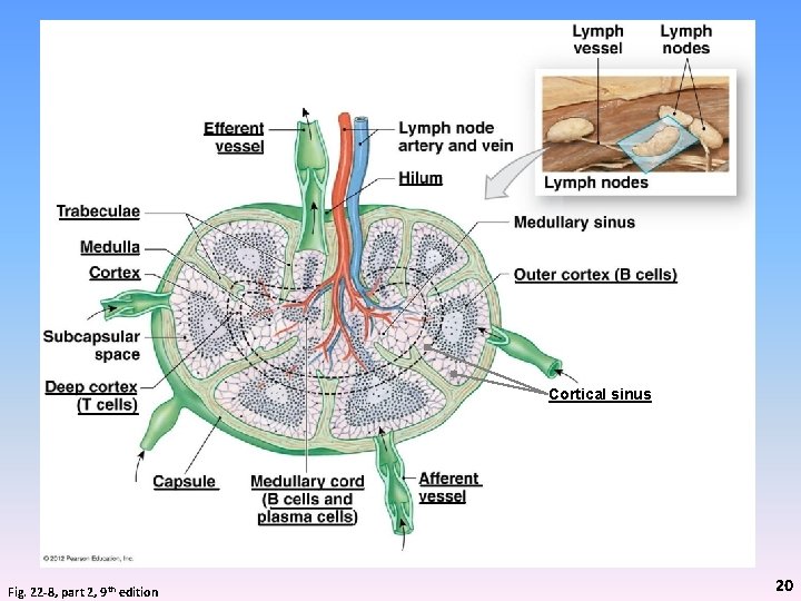 Cortical sinus Fig. 22 -8, part 2, 9 th edition 20 