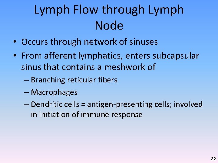 Lymph Flow through Lymph Node • Occurs through network of sinuses • From afferent