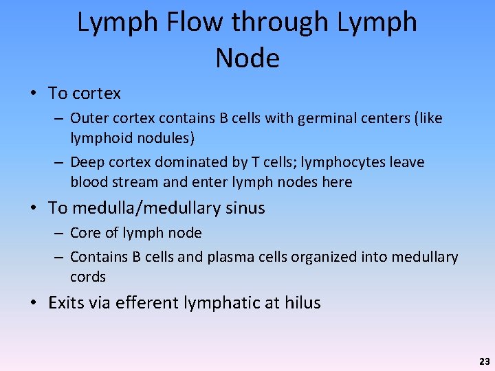 Lymph Flow through Lymph Node • To cortex – Outer cortex contains B cells