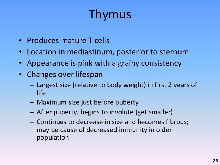 Thymus • • Produces mature T cells Location in mediastinum, posterior to sternum Appearance