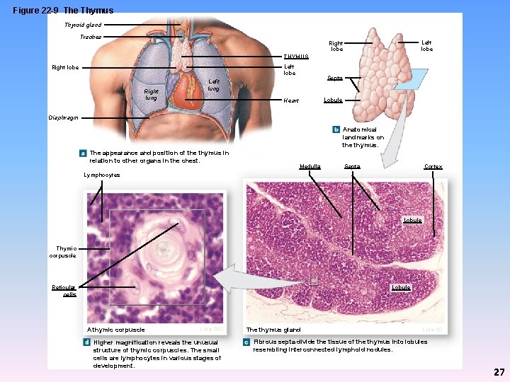 Figure 22 -9 The Thymus Thyroid gland Trachea Left lobe Right lobe THYMUS Left
