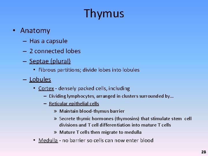 Thymus • Anatomy – Has a capsule – 2 connected lobes – Septae (plural)