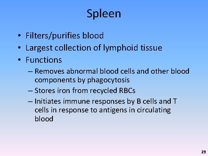 Spleen • Filters/purifies blood • Largest collection of lymphoid tissue • Functions – Removes