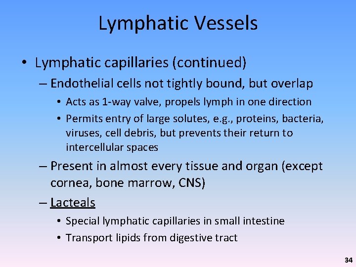 Lymphatic Vessels • Lymphatic capillaries (continued) – Endothelial cells not tightly bound, but overlap