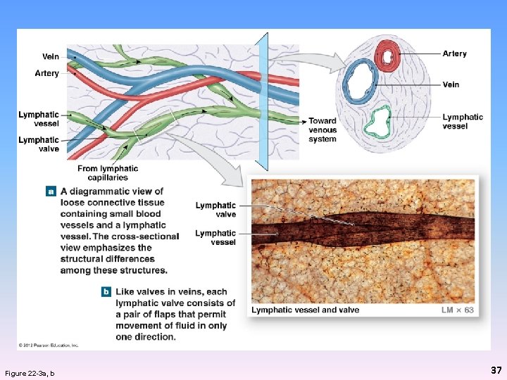 Figure 22 -3 a, b 37 