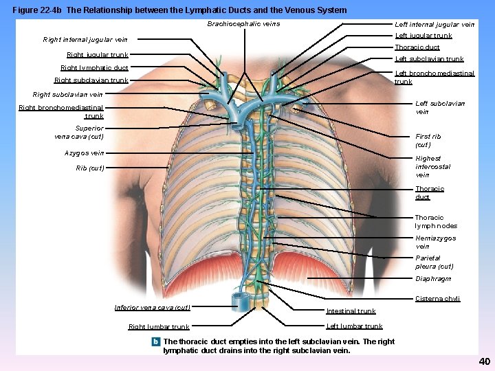 Figure 22 -4 b The Relationship between the Lymphatic Ducts and the Venous System