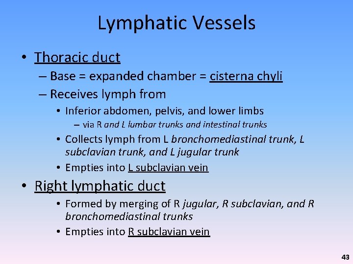 Lymphatic Vessels • Thoracic duct – Base = expanded chamber = cisterna chyli –