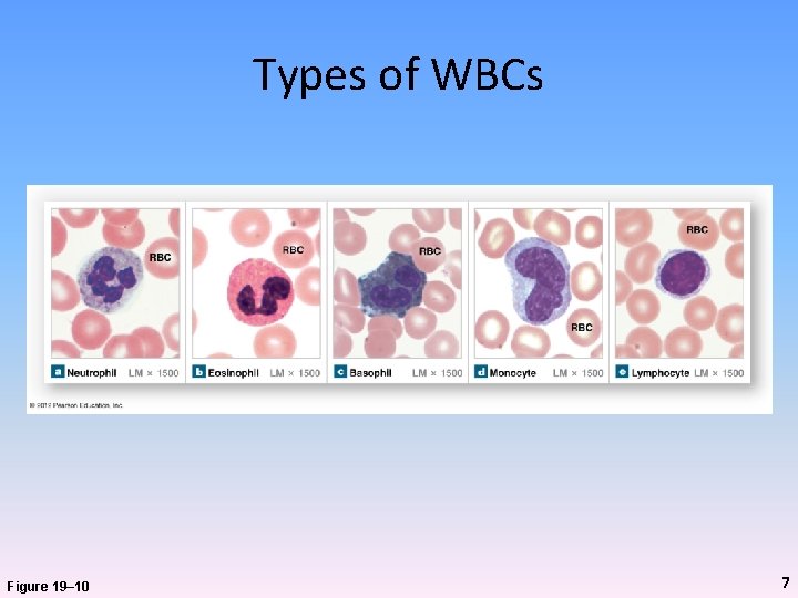 Types of WBCs Figure 19– 10 7 